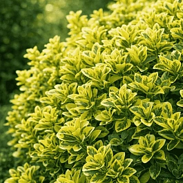 Бересклет Форчуна Microphyl Aureus