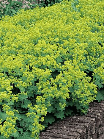 Манжетка мягкая Triller