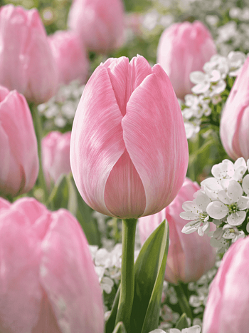 Тюльпан Mystic Van Eyck