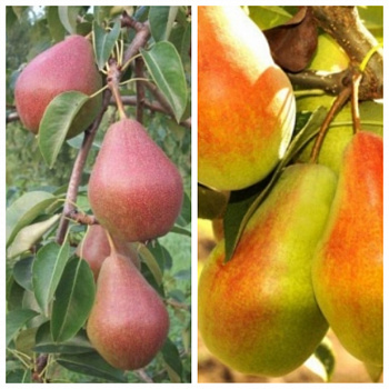 Дерево-сад (5 летка) груша 2 сорта Яковлевская-Чудесница Дерево-сад (5 летка) груша 2 сорта Яковлевская-Чудесница