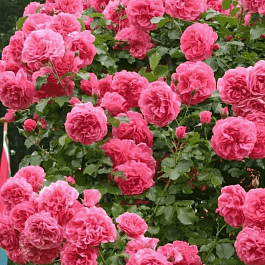 Роза плетистая Rosarium Uetersen