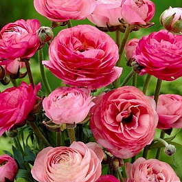 Лютик азиатский Пинк