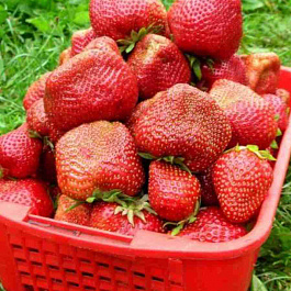 Земляника садовая Чамора Туруси