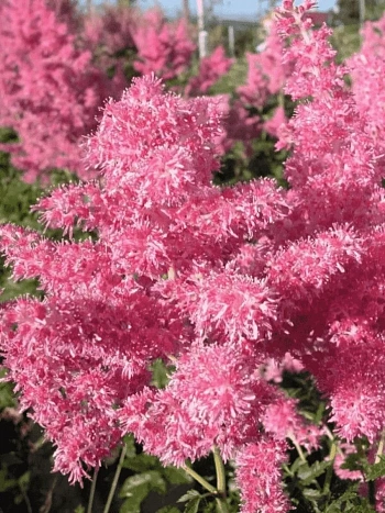 Астильба японская Rheinland