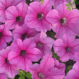 Петуния грандифлора Дэдди Пинк Петуния грандифлора Дэдди Пинк