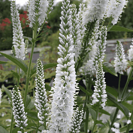 Вероника колосистая Melanie White