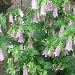 Колокольчик (кампанула) Такесима