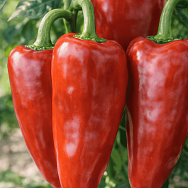 Перец сладкий Волжанин
