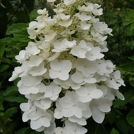 Гортензия метельчатая Kyushu