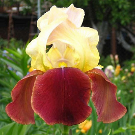 Ирис бородатый Бродвей Стар