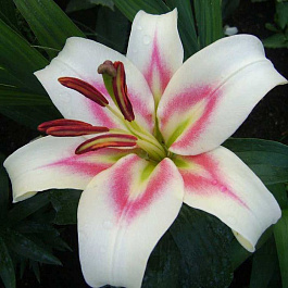 Лилия ОТ-гибрид Бонбини