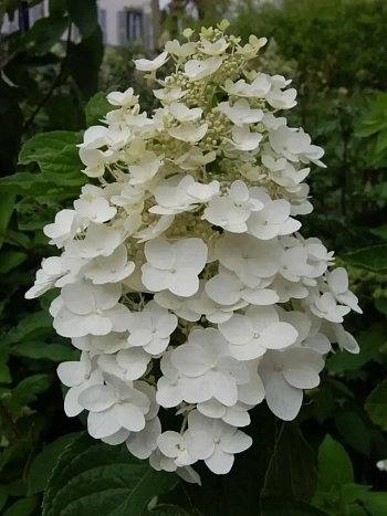 Гортензия метельчатая Kyushu