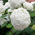 Гортензия древовидная Annabelle