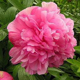 Пион травянистый Оффициналис Розеа Плена