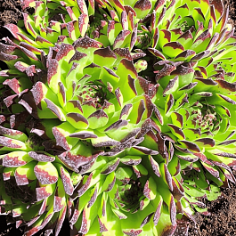 Молодило гибридное Faraon