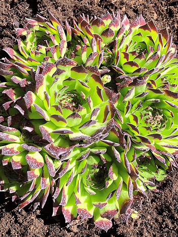 Молодило гибридное Faraon