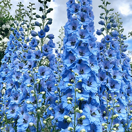 Дельфиниум культурный Delphinity Blue