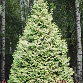 Туя западная Bor