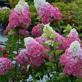 Гортензия метельчатая Fraise Melba