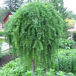 Лиственница японская Стиф Випер Лиственница японская Стиф Випер