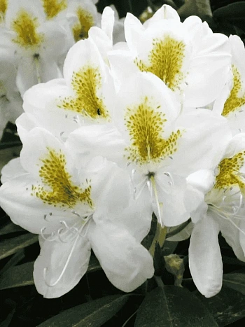 Рододендрон гибридный Catawbiense Album