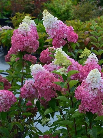 Гортензия метельчатая Fraise Melba