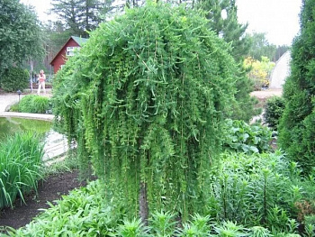 Лиственница японская Стиф Випер