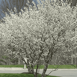 Ирга Ламарка