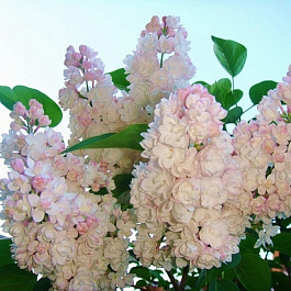 Сирень обыкновенная Красавица Москвы Сирень обыкновенная Красавица Москвы