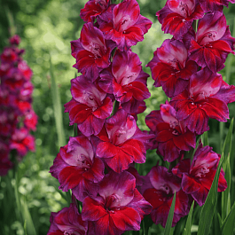 Гладиолус Velvet Eyes