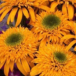 Эхинацея пурпурная Secret Glow