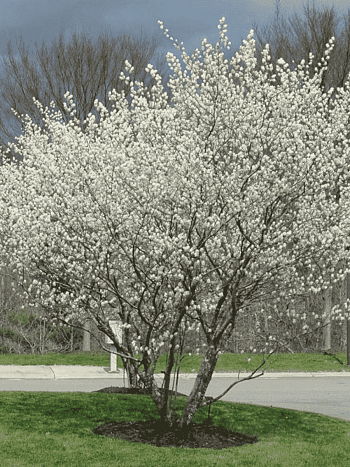 Ирга Ламарка