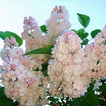 Сирень обыкновенная Красавица Москвы Сирень обыкновенная Красавица Москвы