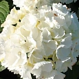 Гортензия древовидная White ball