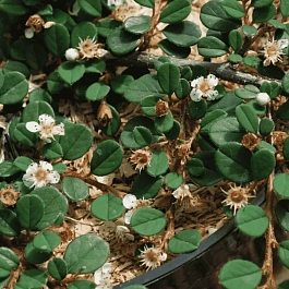 Кизильник лежачий Queen of Carpets