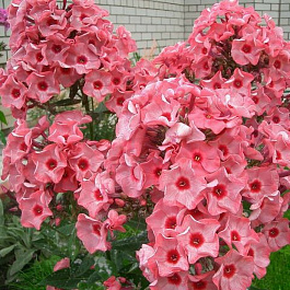 Флокс метельчатый Уральские сказы