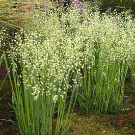 Трясунка средняя