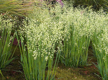 Трясунка средняя