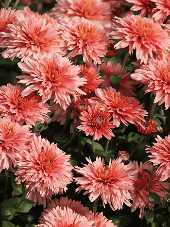 Хризантема корейская Сюрприз