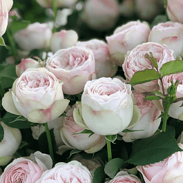 Роза спрей Mansfield Park