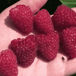 Малина обыкновенная Корпико