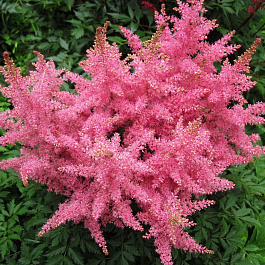 Астильба гибридная Юник Пинк