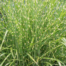 Мискантус китайский Мискантус китайский