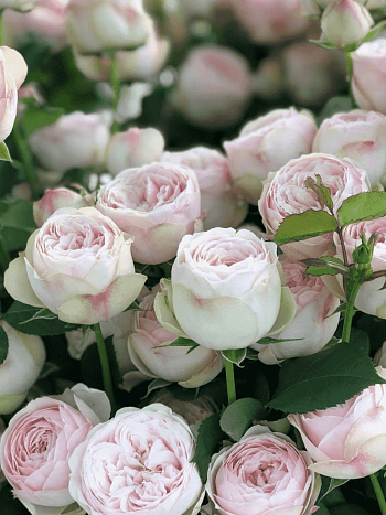 Роза спрей Mansfield Park