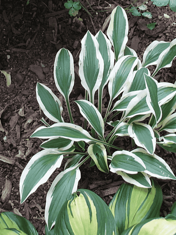 Хоста White Dove