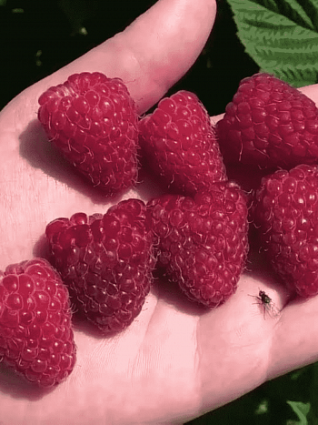 Малина обыкновенная Корпико