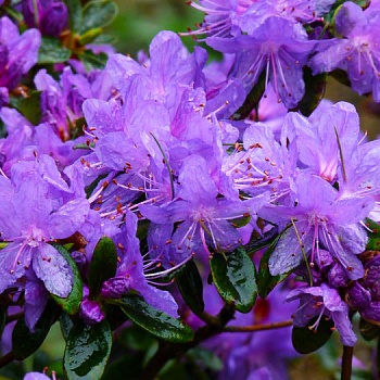 Рододендрон гибридный Purple Pillow