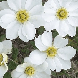 Дриада восьмилепестная