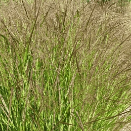 Просо прутьевидное Squaw