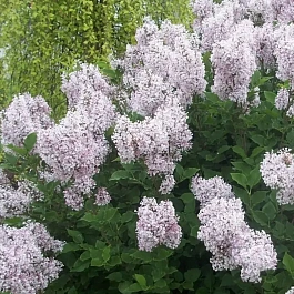 Сирень раскидистая Miss Kim